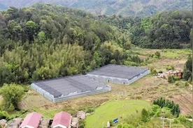 山腰土鸡飞跑 山下仙草环抱 立体帮扶南雄葛坪村走上致富路图片