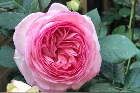 我的月季花有很多盲枝，月季花盲枝可以扦插吗？图片