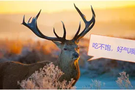 物种资讯：江苏盐城湿地 麋鹿冬天爱吃点啥？图片