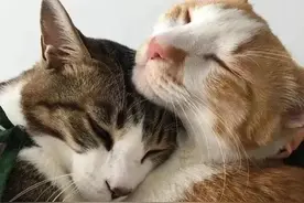 为什么母猫的交配过程十分痛苦？这跟公猫特殊的身体构造有关图片
