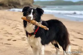 教你分辨秋田与柴犬，阿拉与二哈，贵宾与比熊，蝴蝶犬与边牧图片