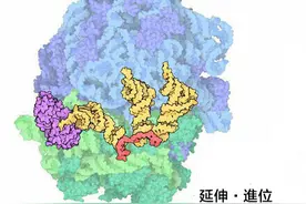「地球生物全系列——从单细胞到人类」细菌界概述（下）图片