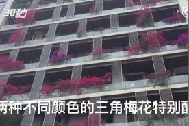 成都一小区现30层楼高花墙 业主开门踏进花丛图片