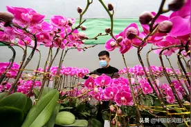 山东枣庄：花开“蝶舞”迎新年图片