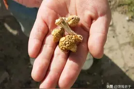炖鸡时，牢记“3不放，加2样”的诀窍，肉不柴，好吃没腥味图片