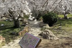 我与樱花有个约会——记大连龙王塘樱花园半日游图片