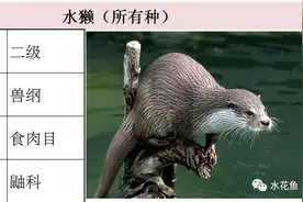 图文：最新(2021版)《水生野生保护动物名录》，划归渔业部门管理图片