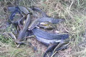 民间钓鲶鱼和黄颡鱼的多种钓法，方法简单可靠，轻松连竿上鱼！图片