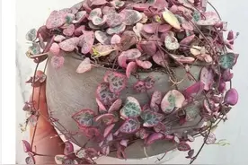 适合养窗台上的爱之蔓，一串串心形叶子低垂下来，看着就很浪漫图片