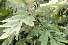 艾草有多少个品种？那个品种才是有作用的呢？图片