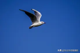 红嘴鸥 拍摄地点 渤海湾 葫芦岛 笊篱头子海滨图片