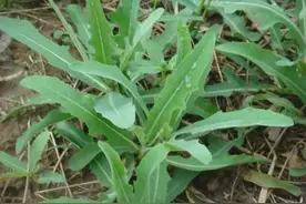 带你认识沧州本地的野菜，再考考你会不会吃野菜！图片