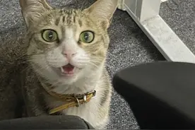 十个烘焙人九个养猫，剩下的一个在对别家的猫流口水图片