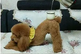 为什么饲养贵宾犬的人多？这5个理由，让人信服图片