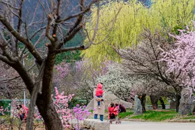 青岛十梅庵公园里的梅园正当盛花期！等你来“梅”景图片