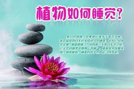 植物居然也要睡觉？图片