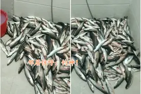 一百多斤！唐山钓友钓梭鱼爆护，妻子：全部送人了，看得我头疼图片