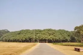 世界上最大的一棵树，占地15000平方米，做到了“独木成林”图片