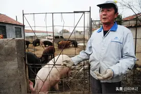 猪价“连环跌”？三大市场因素飞速袭来，养殖户高呼：招架不住图片
