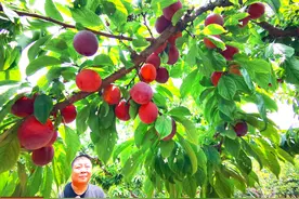 啥情况？洛阳这个村，桃树上挂满李子图片
