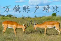 中国人寿鑫享至尊（庆典版）深度剖析之附加万能账户图片