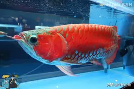 养观赏鱼到底有没有必要困水？三大主流玩法，暗藏同一个搞笑逻辑图片
