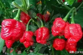龙息辣椒：世上无人敢吃，堪称舌尖上的核弹，它的存在有何意义？图片