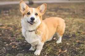 除了柯基犬外，还有哪些天生小腿短的狗狗？图片