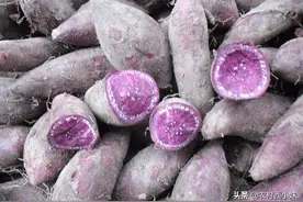紫薯种植后要怎么进行管理？紫薯的五个管理方法图片