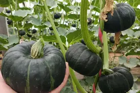 蔬菜烂市？贝贝南瓜、花心薯跌落神坛，2种蔬菜却逆袭大涨图片