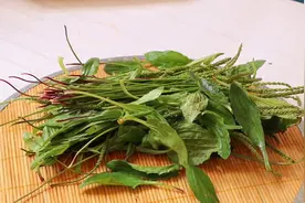 新鲜车前草营养好吃，还能做成茶，带你们了解车前草凉茶制作流程图片