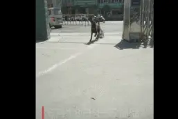 警犬出去玩，叼回一只柯基图片