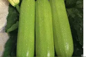 跟芳姐一起做特色锅贴儿图片