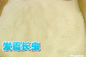 大米老是生虫子、老是受潮、怎么办？大米正确的储存方式视频封面