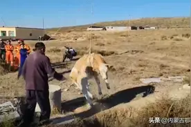 一小牛掉井被困 消防紧急救援图片