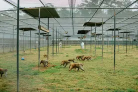中国培育的实验猴，为啥美国抢着要？图片