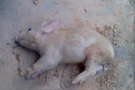 仔猪水肿病用什么药？仔猪水肿病的治疗和预防方法，这里都是干货图片
