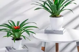 装修房子乔迁新居，有这几种植物增添喜气，喜上加喜图片