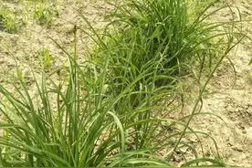早春黄花菜管理，多举措促进发芽返青，为高产打基础！图片