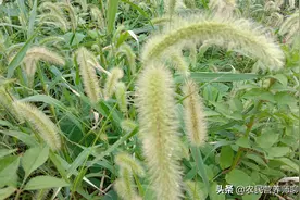 狗尾巴草真的是杂草吗？用它煮水解烦恼，别扔了图片