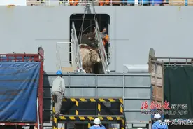 海南首批澳洲进口活牛抵港，明起居民可在市场上购买图片