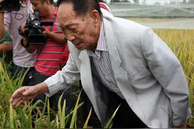 故事：袁隆平，最有影响力的“种田人”图片