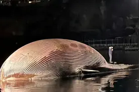 最大的鲸鱼尸体被发现，体重77吨，如此庞大是什么生物杀了它？图片