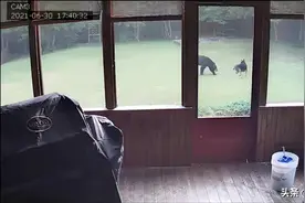 邻居来敲门：你家大德牧在院子里跟一头熊玩耍...图片