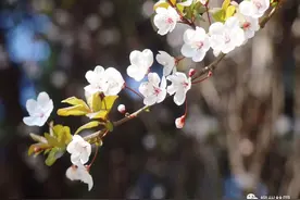 品满城花开，赏滨江十里画廊图片