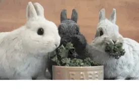 Rabbit's foot可不是“兔子脚”，真正的意思你想不到图片
