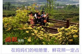 耍郊 | 母亲节走起！一山蔷薇铺梯田，快带妈妈留美颜图片