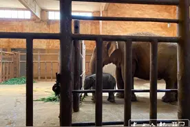 昆明动物园亚洲象喜添小宝宝：生下来就70kg，预计9月和大家见面图片