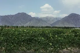 走！到吴忠喝一口宁夏风土的好葡萄酒图片