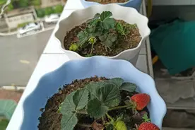 草莓熟果，娇艳欲滴！阳台种植几盆，四季结果，随摘随吃图片